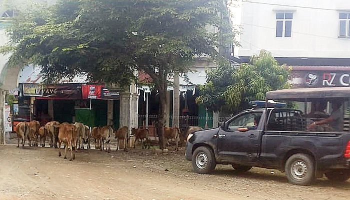 Satpol PP Pidie Jaya tertibkan hewan ternak yang bebas berkeliaran.