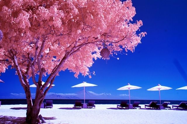 Foto salah warna IR (harjasaputra)