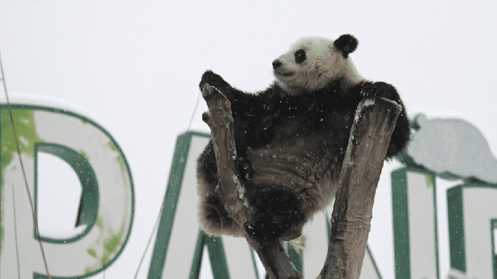 13942 seekor panda nakal bermain main di salju
