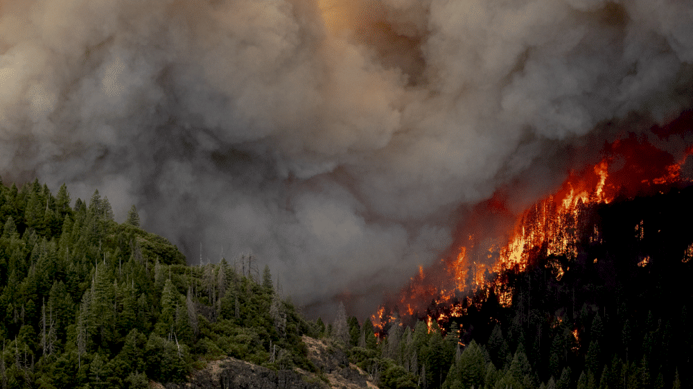 14260 kebakaran hutan besar melanda california memicu status darurat