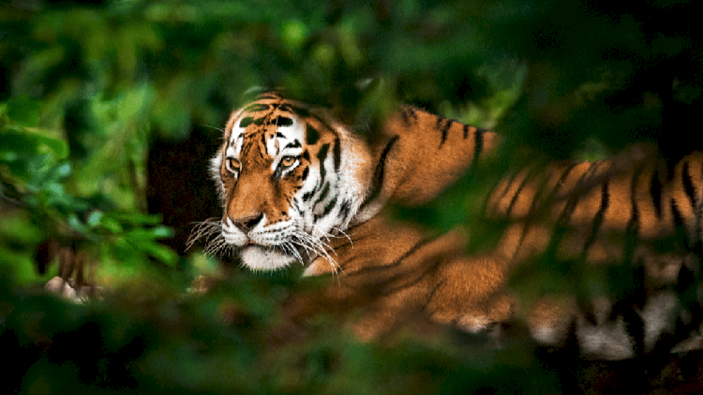14304 hari harimau internasional mengapa kita harus melindungi harimau liar