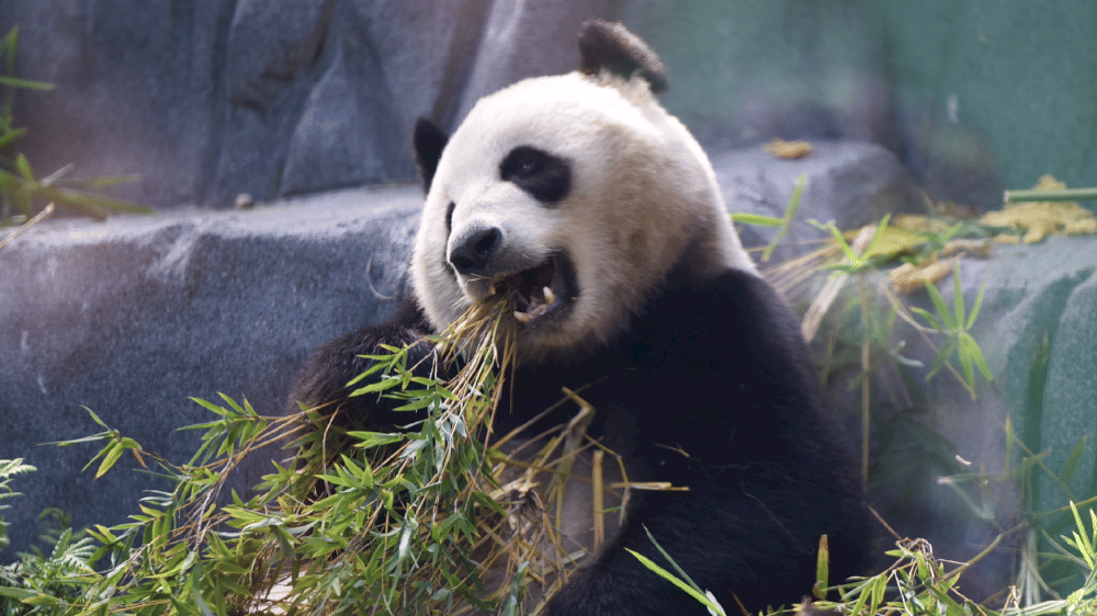 california-menetapkan-hari-panda-untuk-debut-publik-dua-panda-raksasa