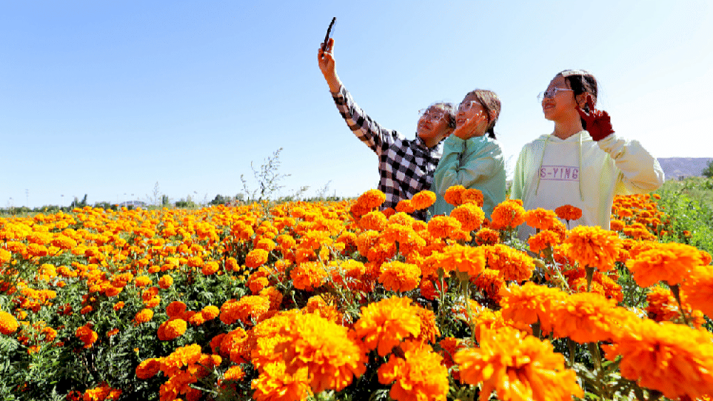 bunga-marigold-yang-mekar-‘membuka’-jalan-emas-bagi-peremajaan-pedesaan-di-gansu