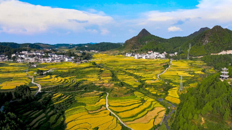 Merayakan panen padi yang melimpah di sebuah desa di Guizhou