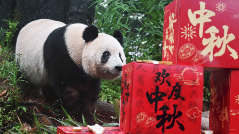 Panda raksasa ‘merayakan’ Festival Pertengahan Musim Gugur di Sichuan