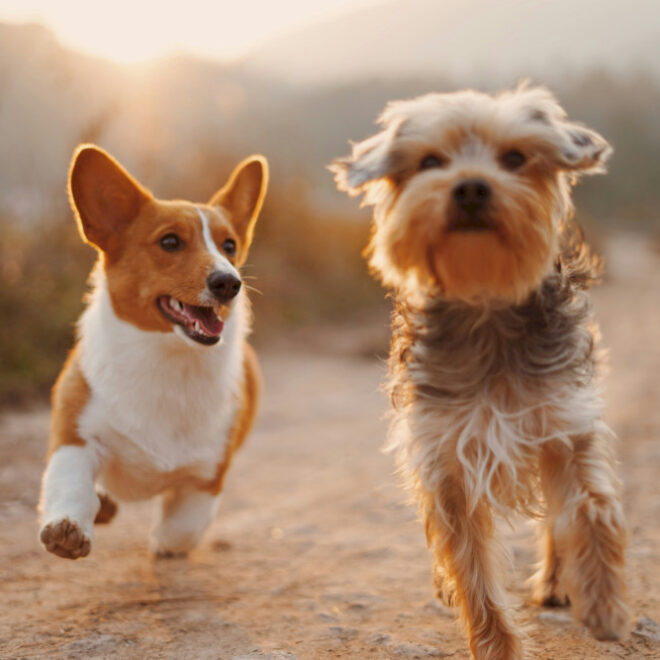 Minum untuk menyelamatkan anak -anak anjing di Furry Tales Wine Tasting