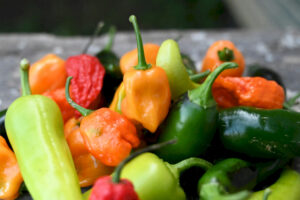 Mandarin Senin: Semua tentang cabai paprika