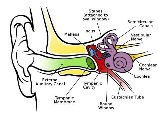 aktivitet tryllekunstner lytter Eustachian Tube Dysfunction (ETD) And How To Treat It - The Microsuction Ear  Wax Removal Network