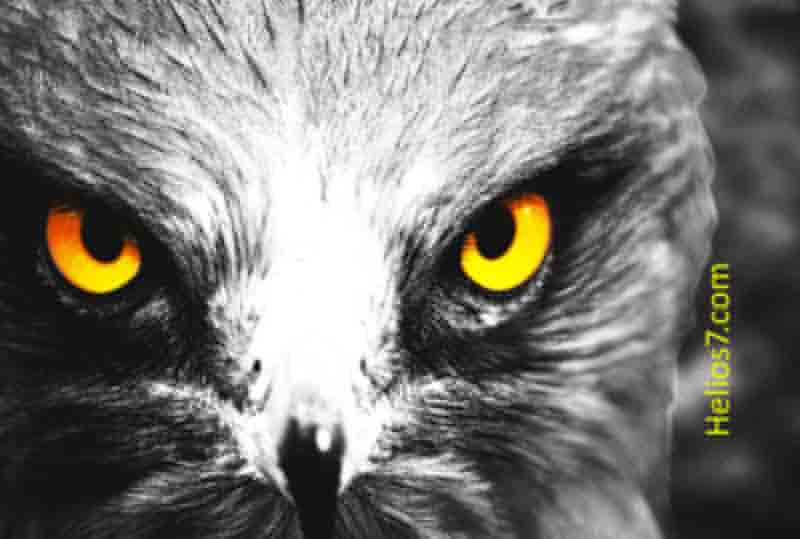 eagle-attacks eagle attacks