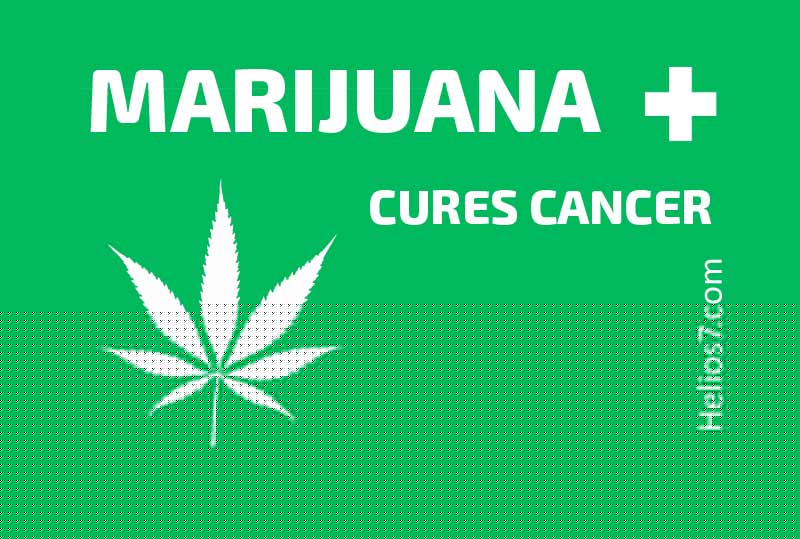 marijuana-cures-cancer marijuana cures cancer
