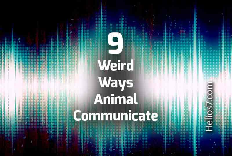 strange communication animals weird animal communication