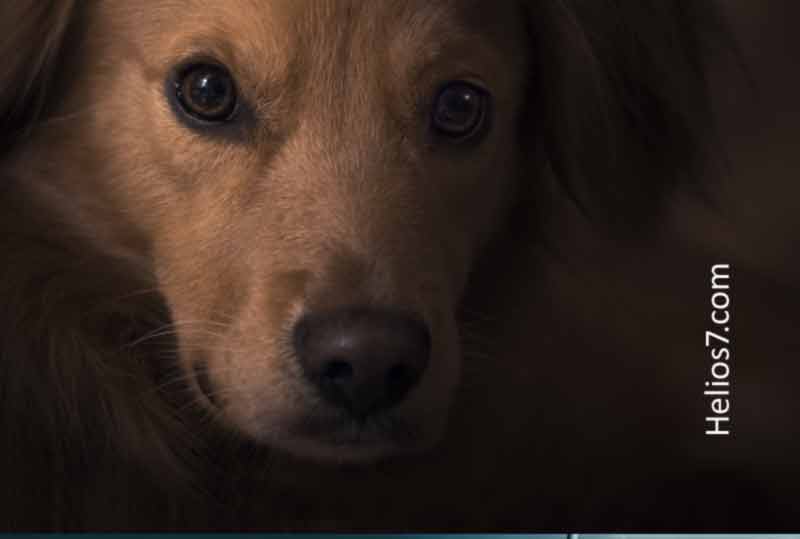 viral-dog viral dog
