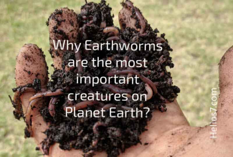 earthworms earthworms important