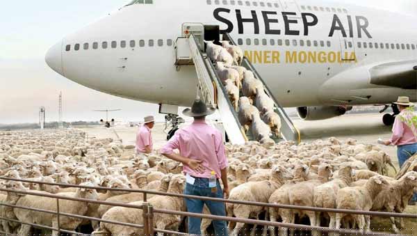 sheep-air sheep air