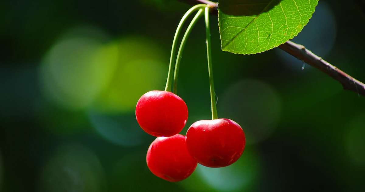 Git Tips Cherry Pick Hendra Agil