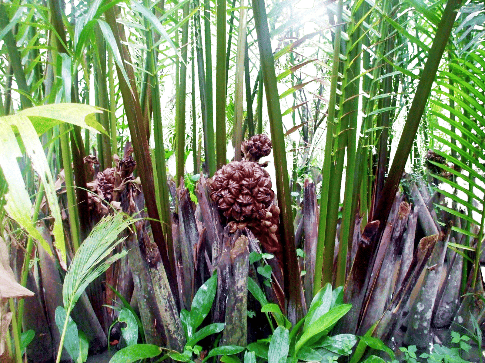 Local community members