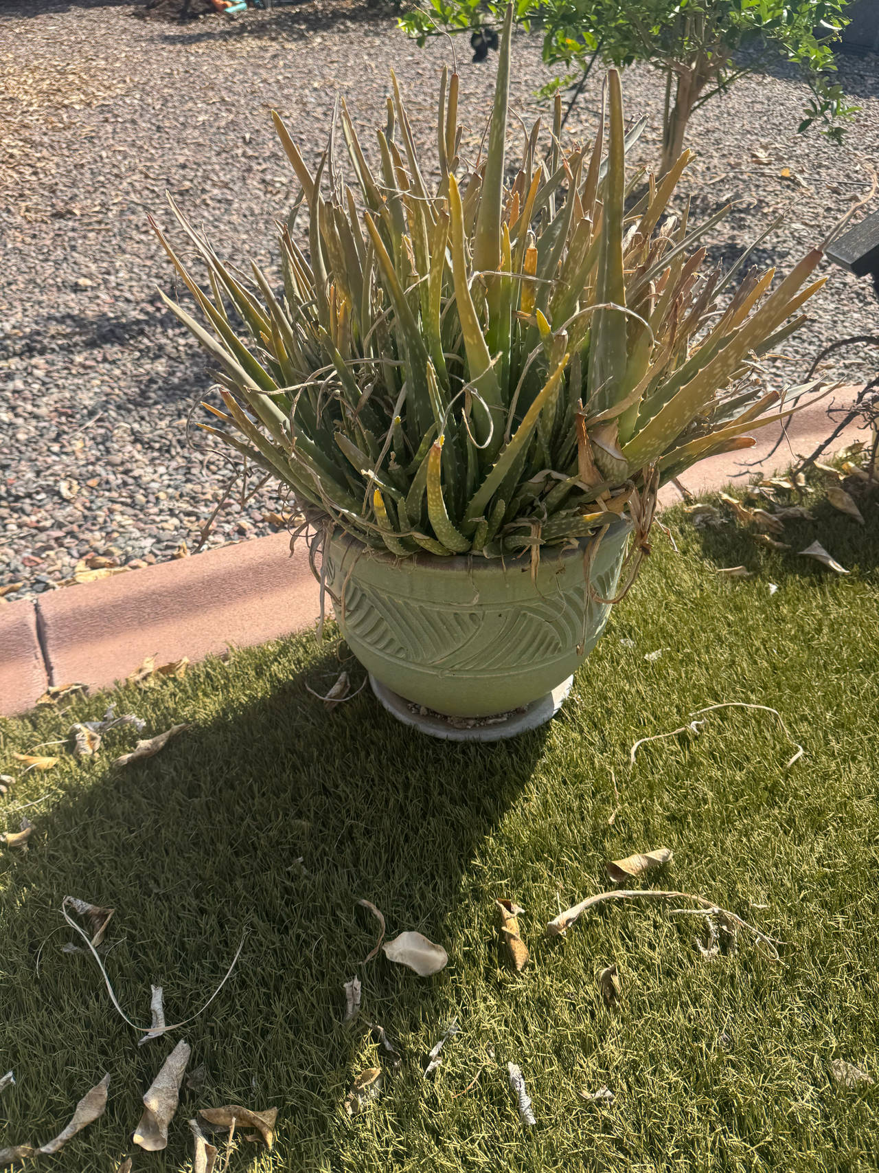 Aloe Vera Plant in Decorative Pot