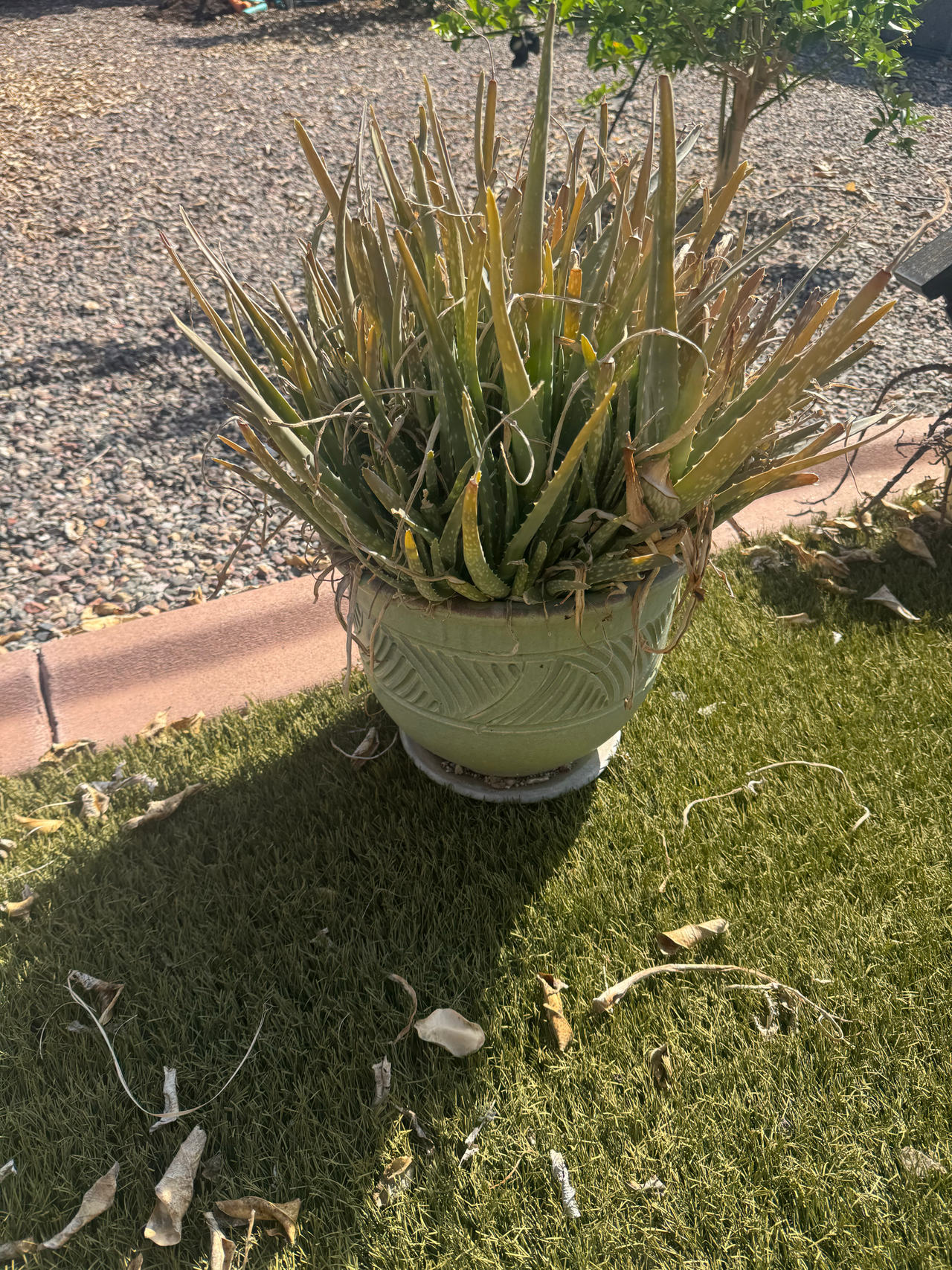 Aloe Vera Plant in Decorative Pot
