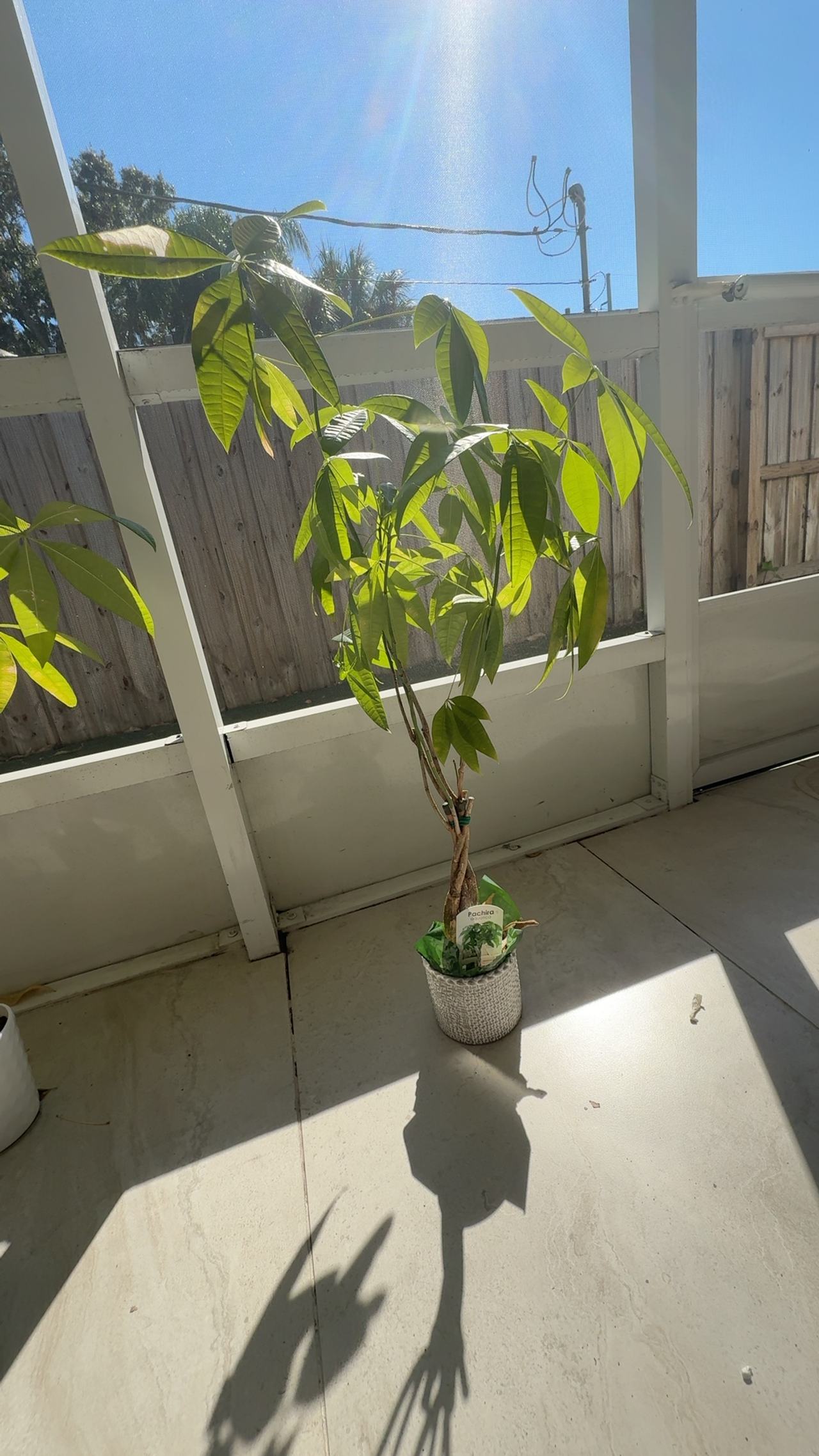 Money Tree Plant (Pachira)