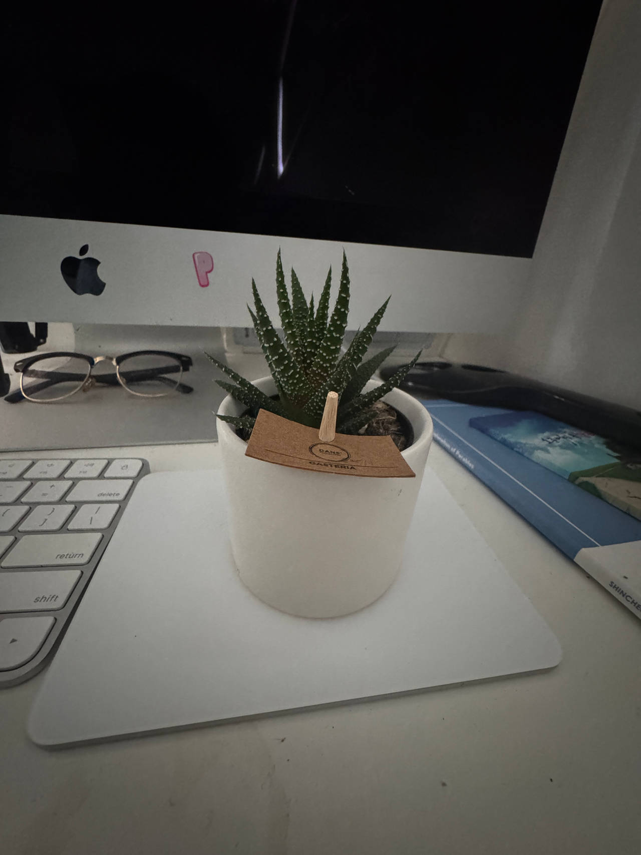 Haworthia Fasciata (Zebra Plant) in White Ceramic Pot