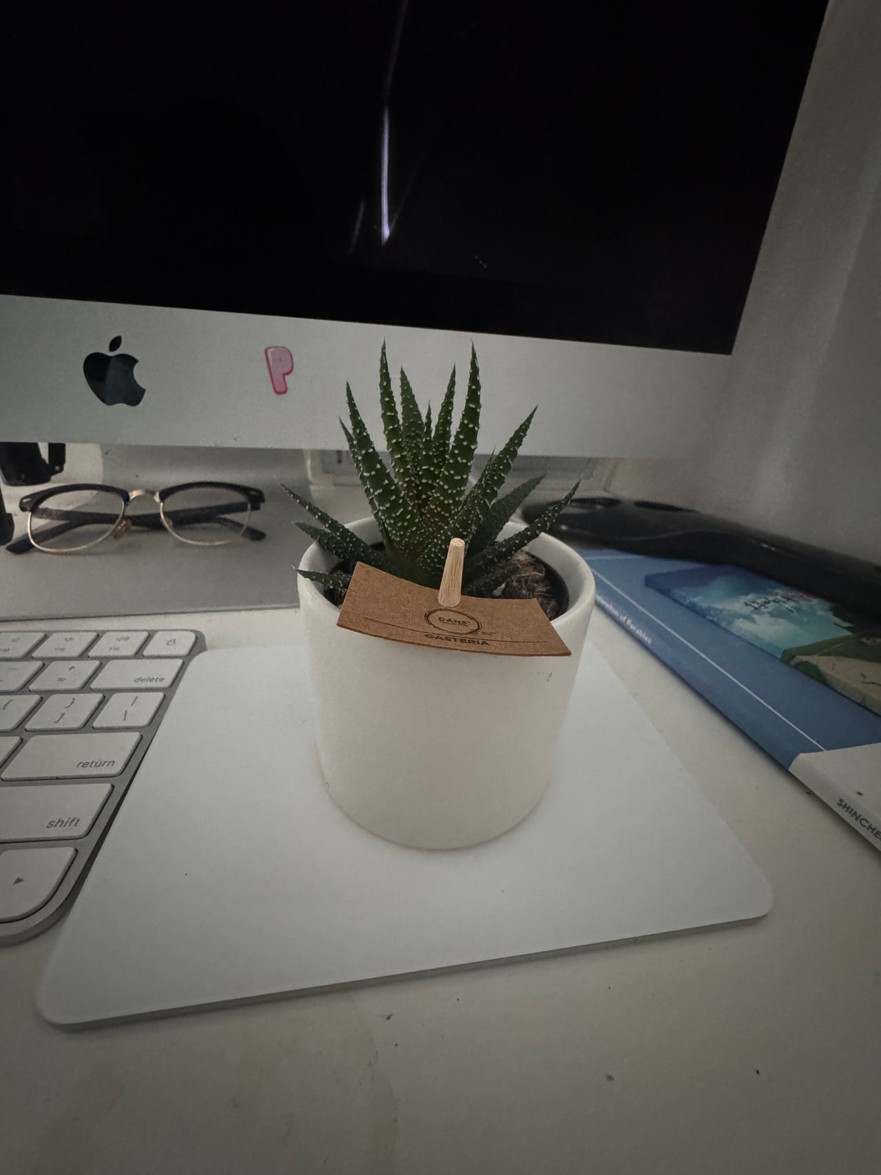Haworthia Fasciata (Zebra Plant) in White Ceramic Pot