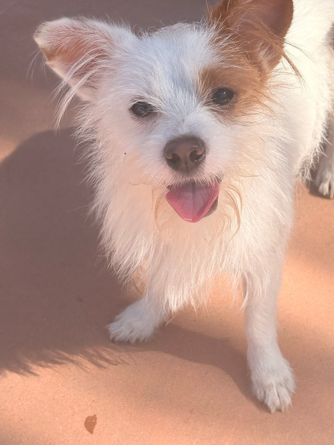 Mixed Breed Dog