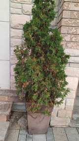 Arborvitae Trees (2) - Image 2