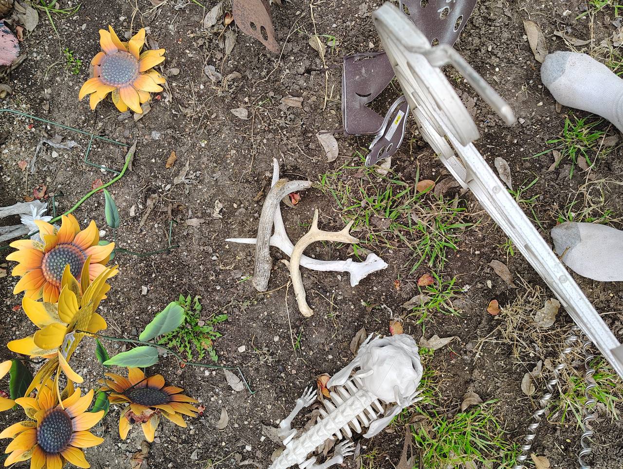 Deer Antler Sheds