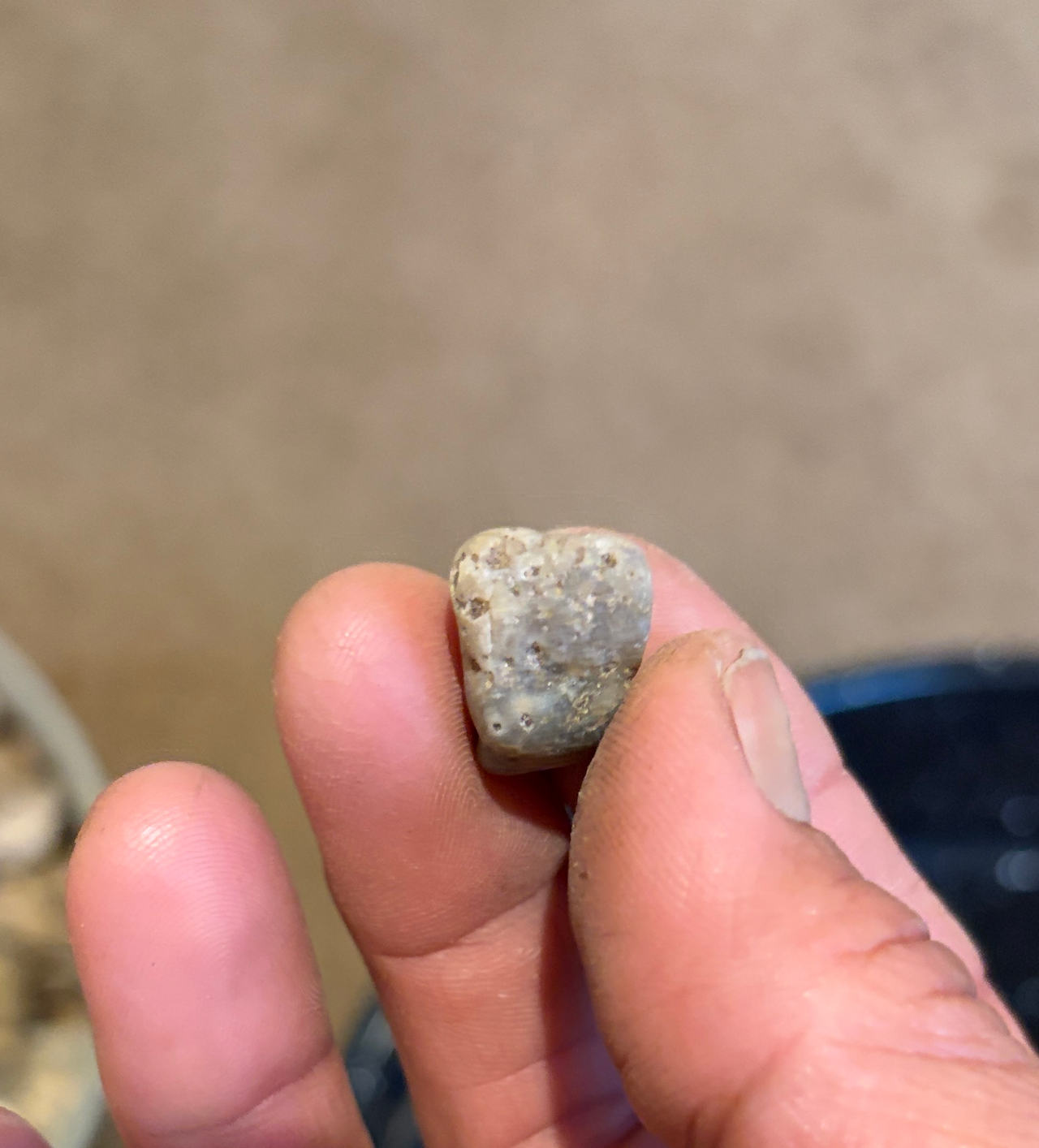 Fossilized Mammal Tooth