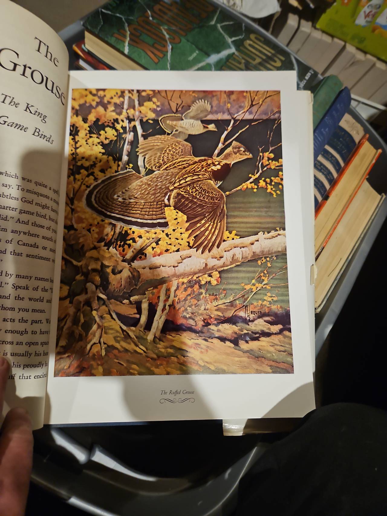 Outdoor Life's Gallery of North American Game