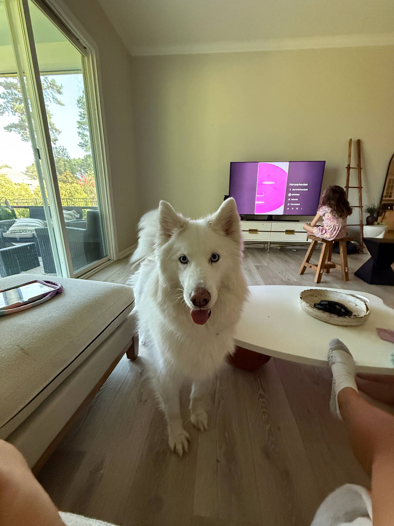White Husky Dog