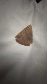 Arrowhead - Image 2
