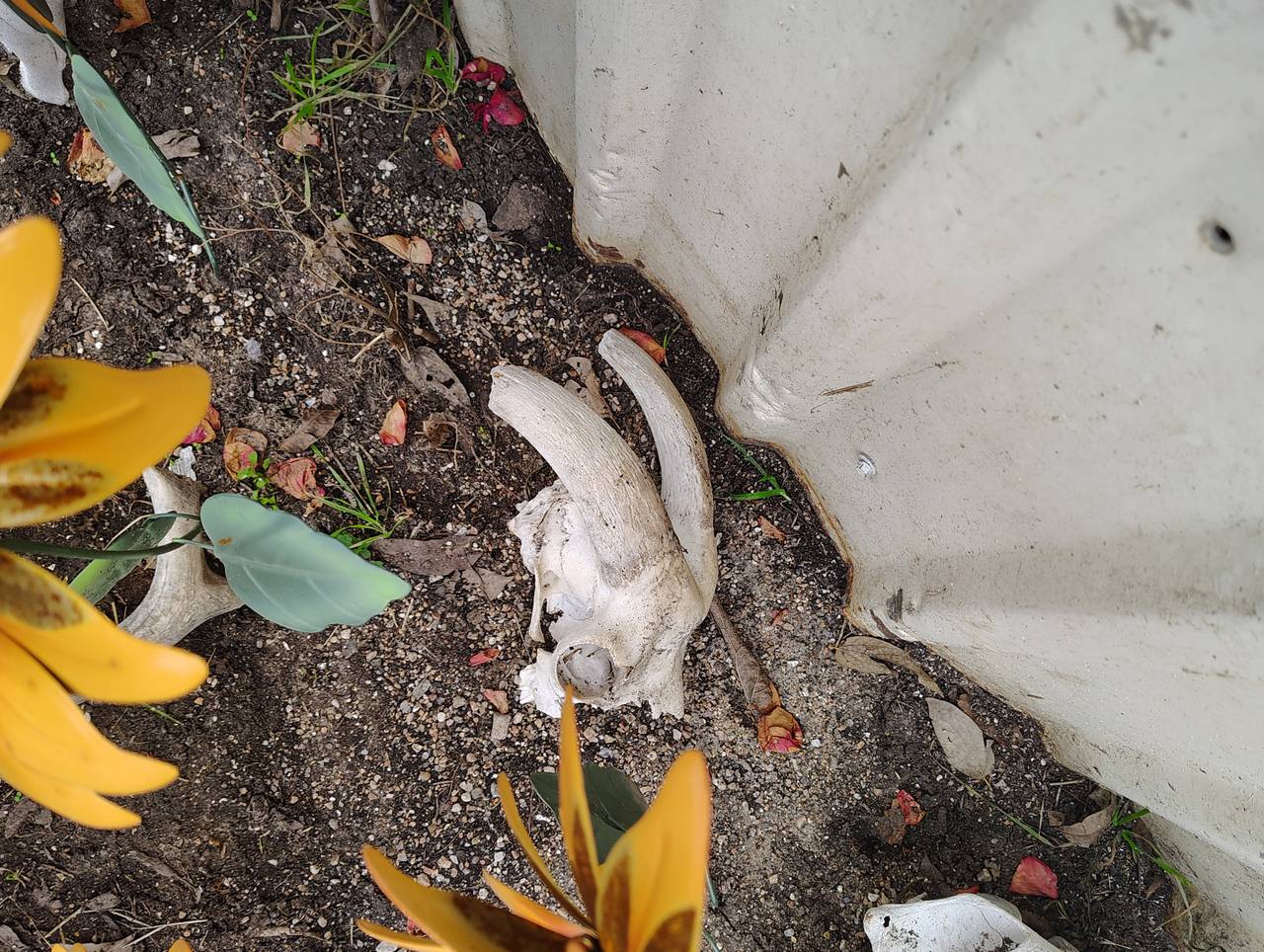 Real Goat Skull with Horns