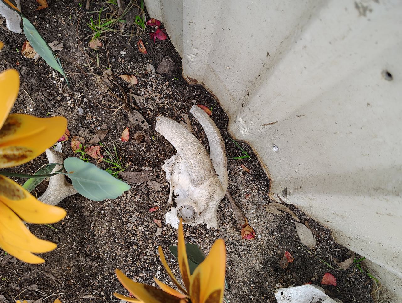 Real Goat Skull with Horns