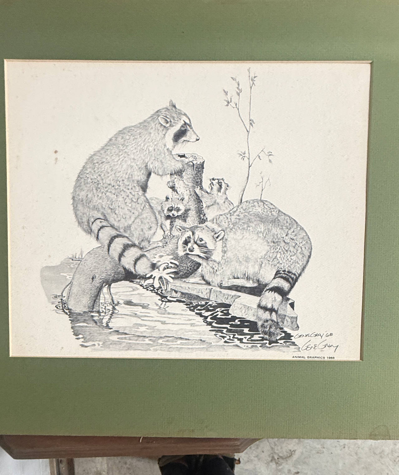 Gene Gray Raccoons Lithograph Print