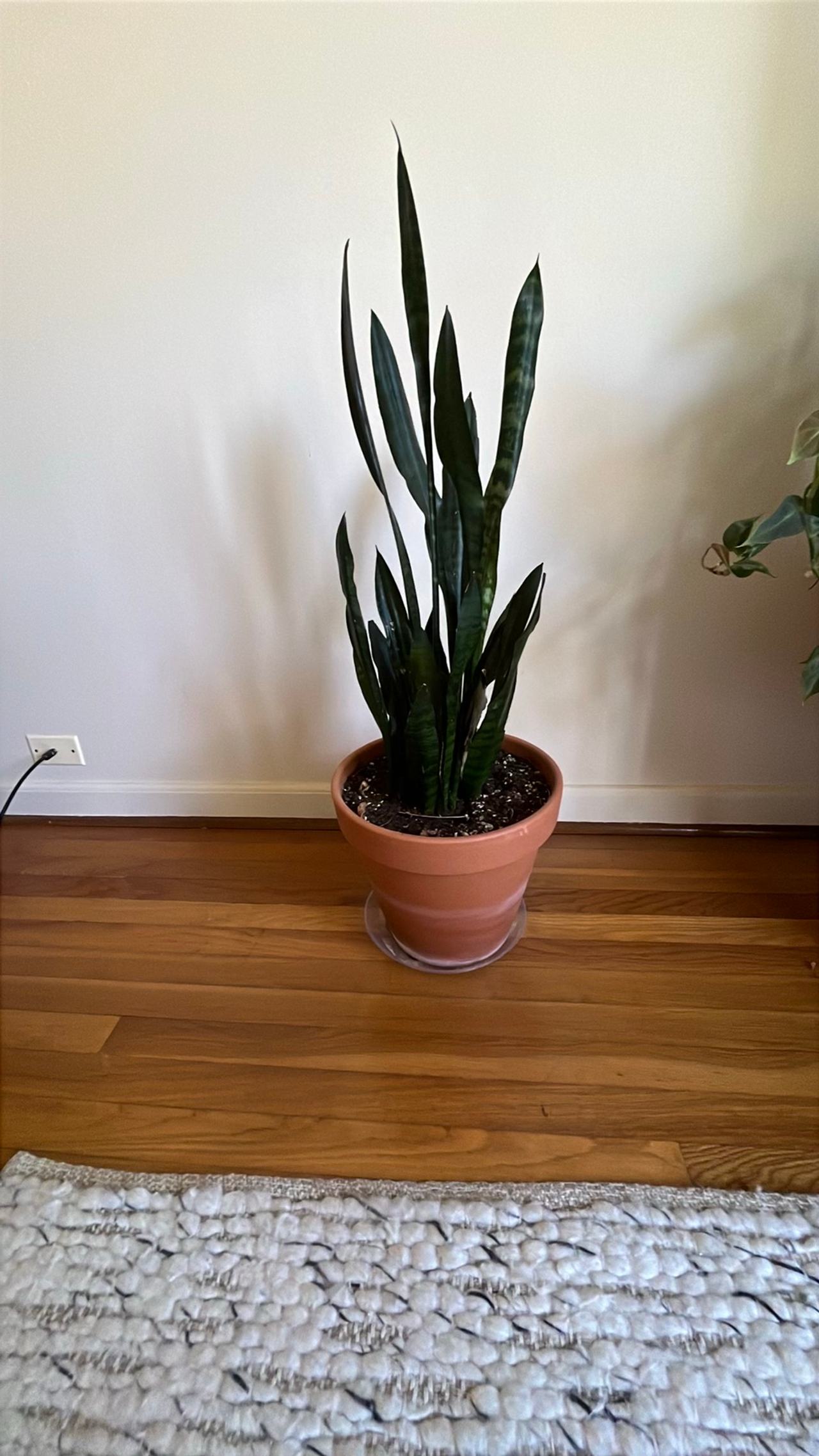 Snake Plant in Terra Cotta Pot