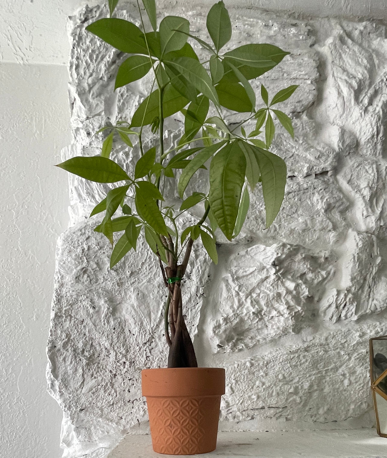 Braided Money Tree in Terracotta Pot