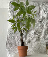 Braided Money Tree in Terracotta Pot - Image 1