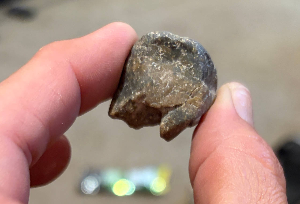 Partial Megalodon Shark Tooth Fossil