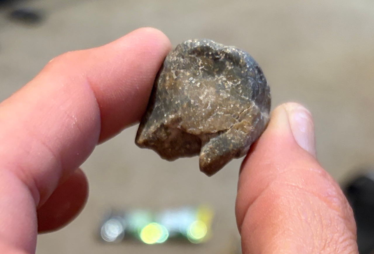 Partial Megalodon Shark Tooth Fossil