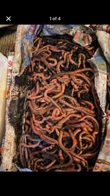 100 Canadian night crawlers  - Image 2