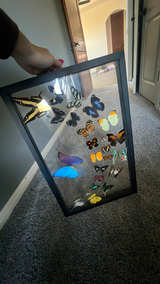 Framed REAL Butterfly Display - Image 3