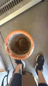 Distressed Terracotta Flower Pot with Saucer - Image 3
