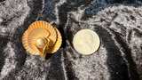 Vintage Art Deco Gold Tone Shell Brooch with Faux Pearl - Image 2