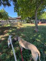 Blue Luxe Table, light weight | Boho glam - Image 4