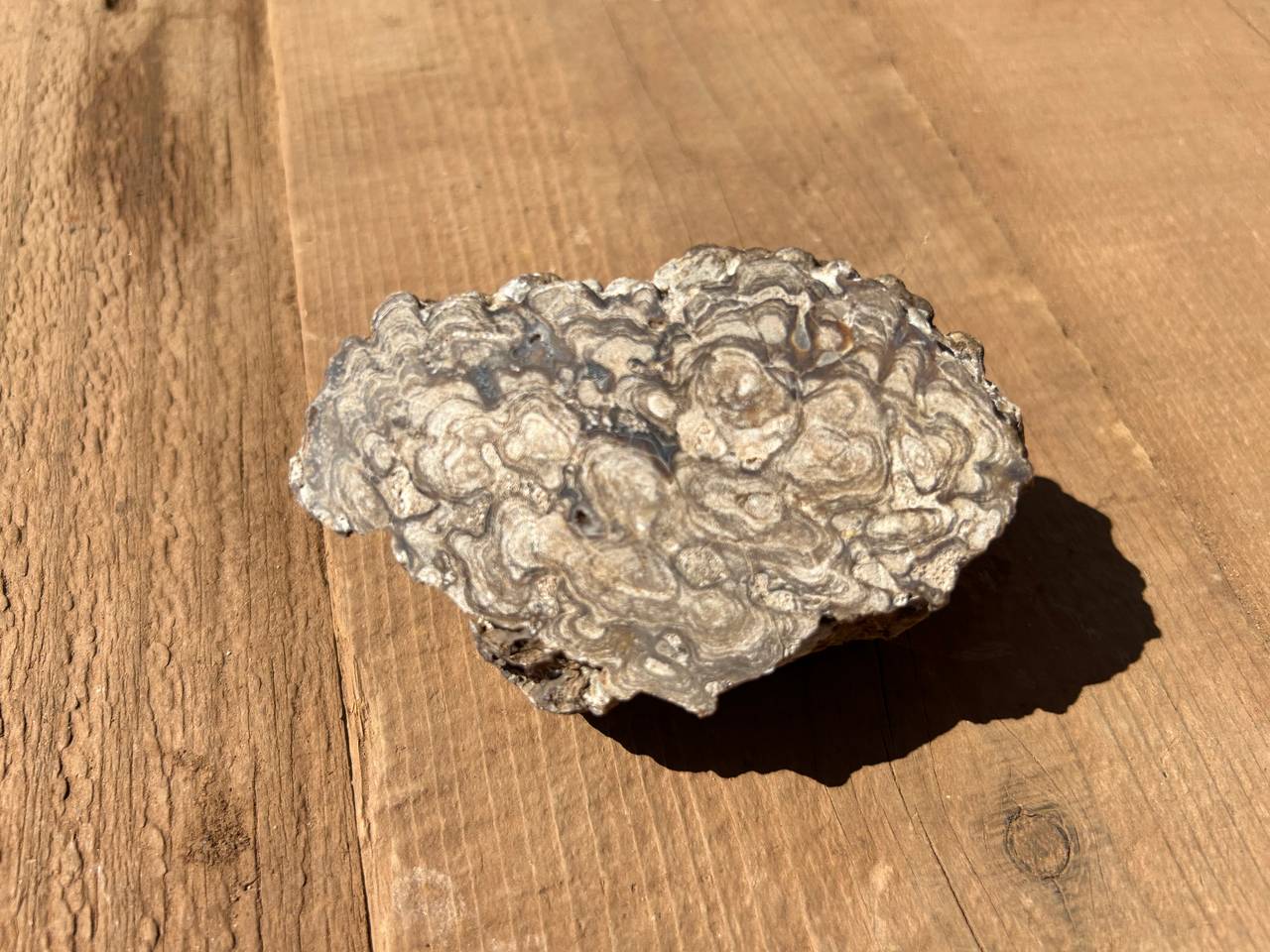 Stromatolite Fossil Specimen
