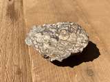 Stromatolite Fossil Specimen - Image 1