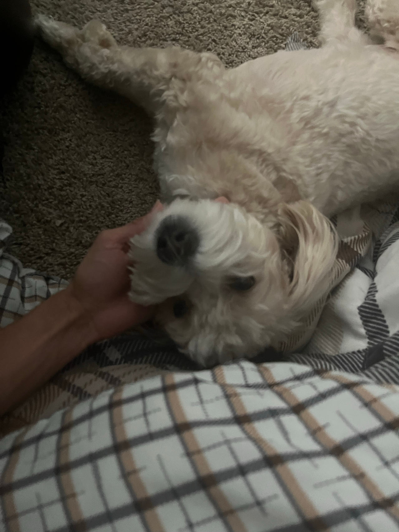 Small Mixed Breed Dog