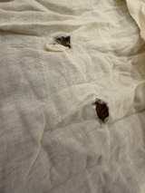 Eileen Fisher Scarf has hole in middle and stain  - Image 5