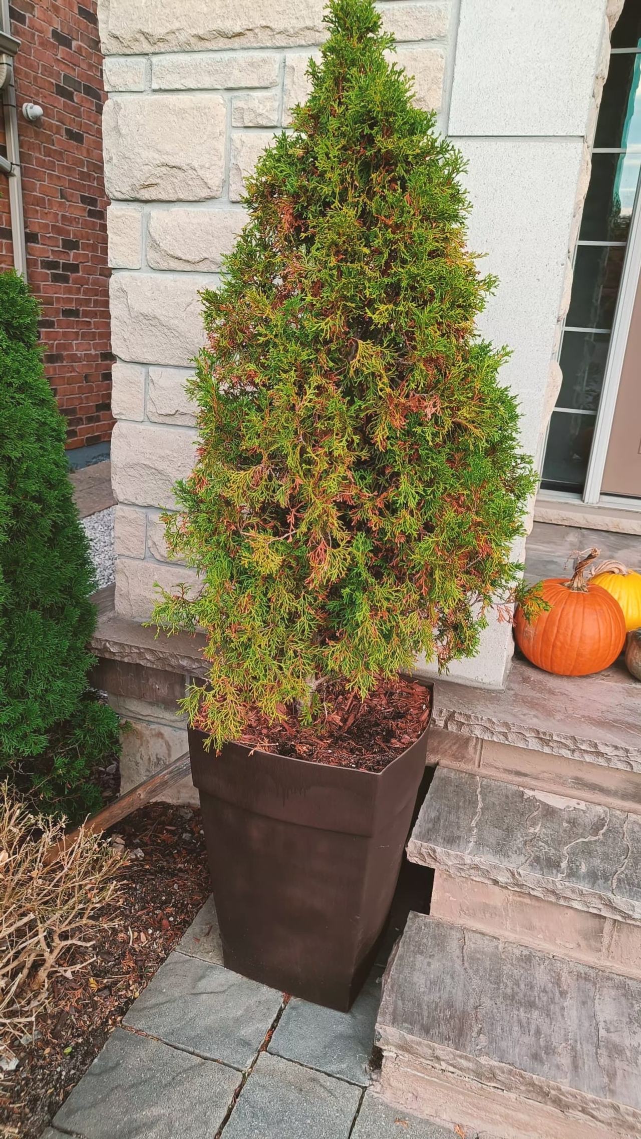 Arborvitae Trees (2)